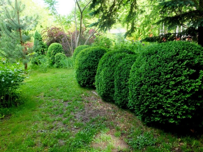 Туя западная брабант изгородь
