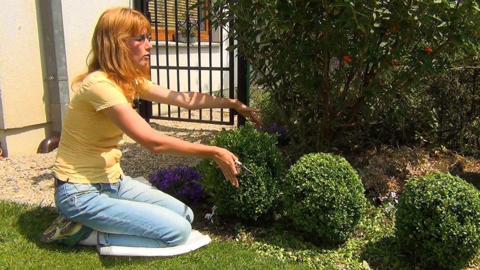 Стрижка самшита