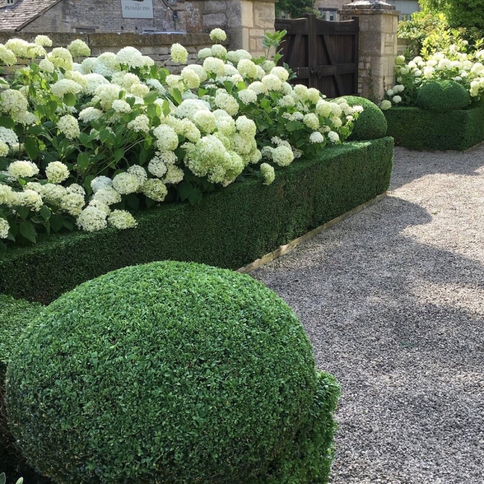 Гортензия анабель живая изгородь