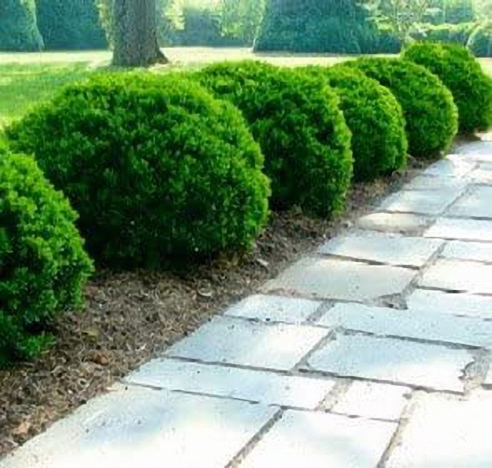 Туя западная даника