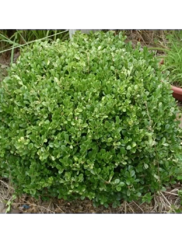 Самшит buxus microphylla