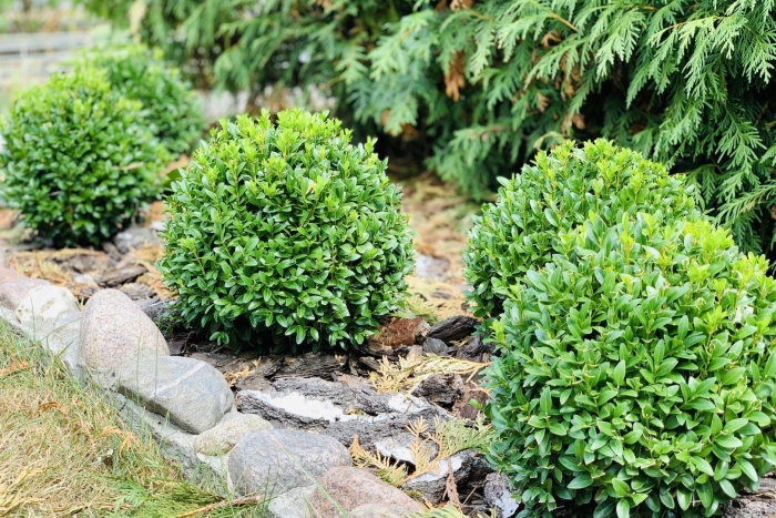 Самшит ползучий