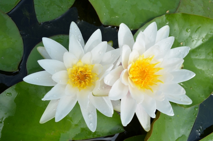 Кувшинка белая водяная лилия