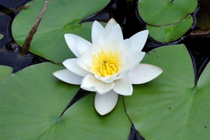 Кувшинка водяная лилия