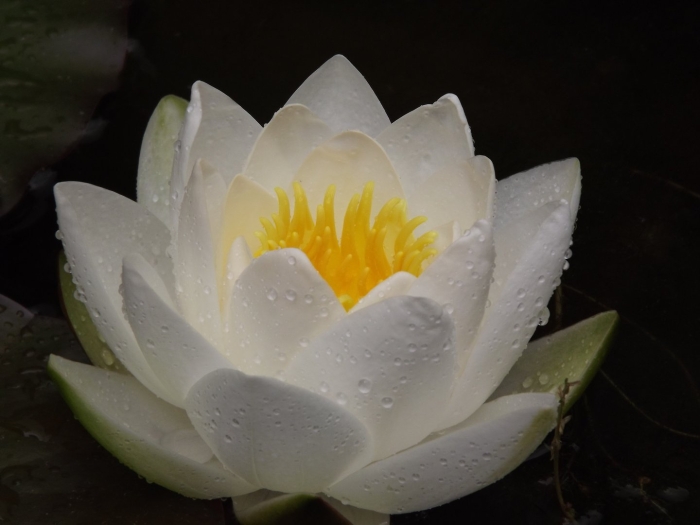 Белый лотос nymphaea lotus