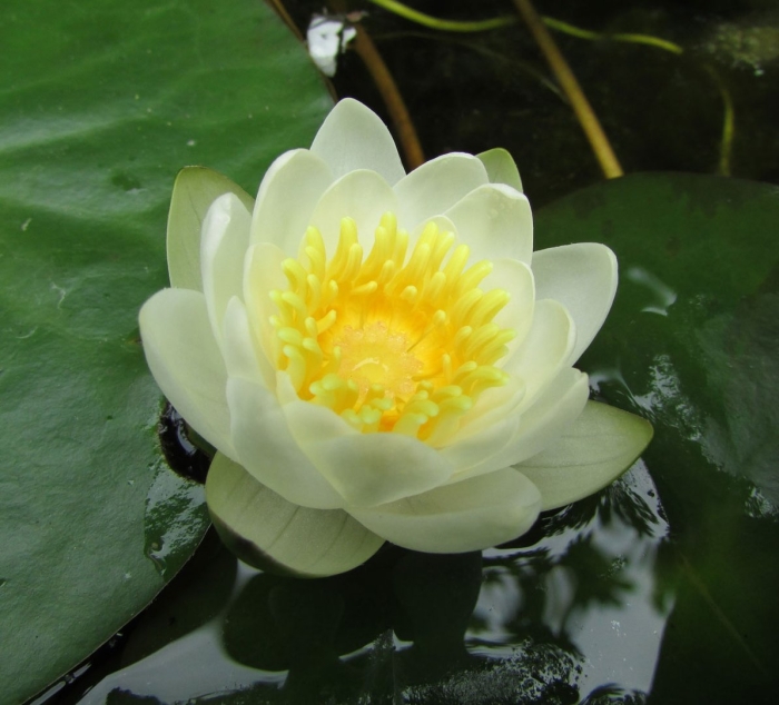 Nymphaea candida
