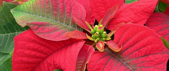 Рождественская звезда пуансеттия цветок