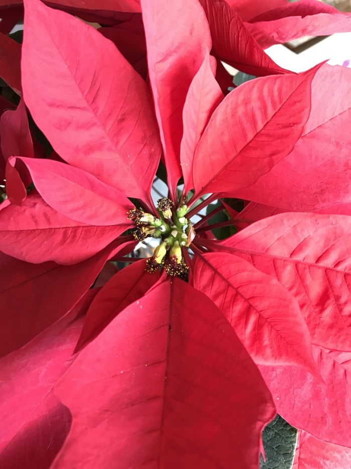 Паунсенсия красная