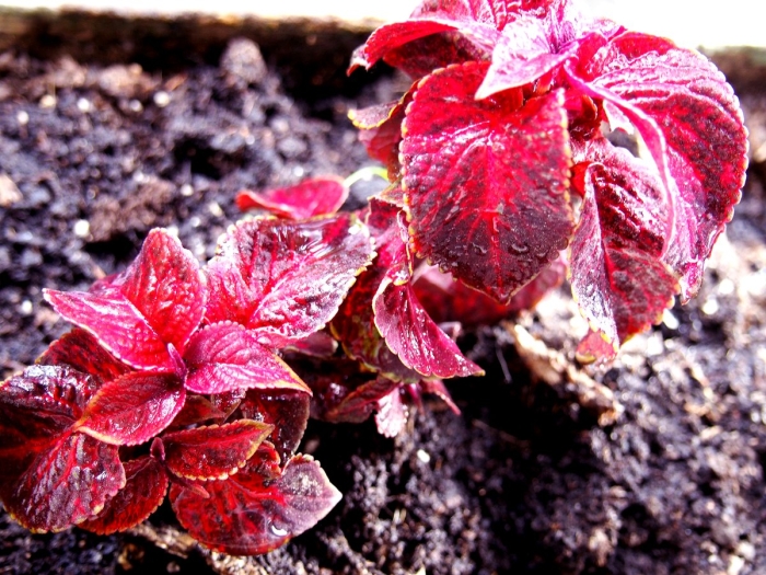 Колеус red coat
