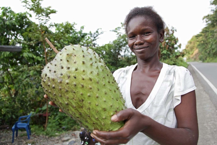 Плантации гуанабана