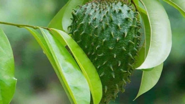 Аннона гуанабана