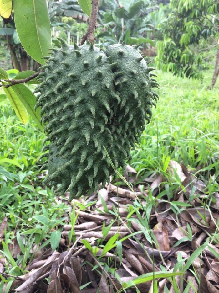 Саусеп гуанабана