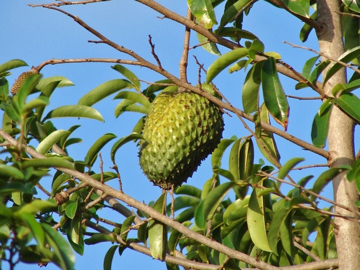 Саусеп сметанное яблоко аннона