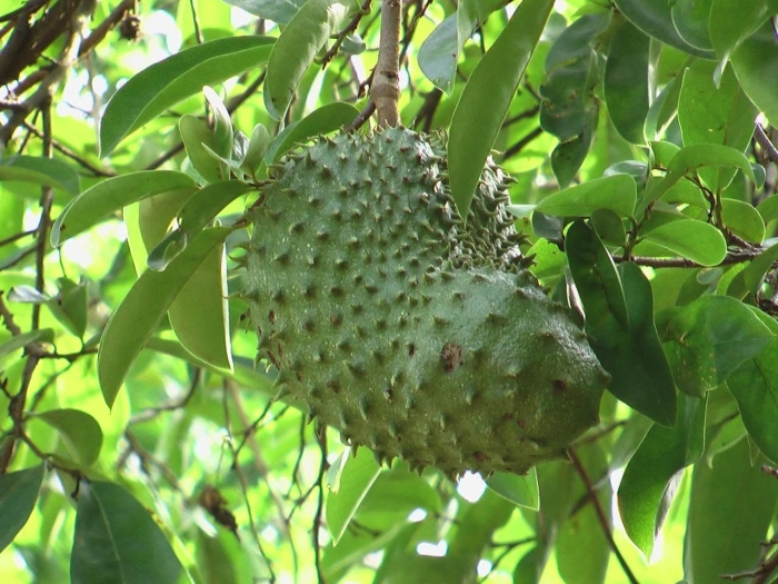 Гуанабана фрукт