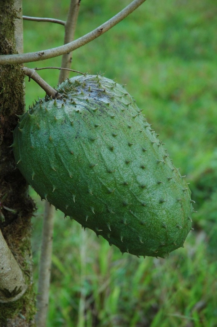 Что такое гуанабана