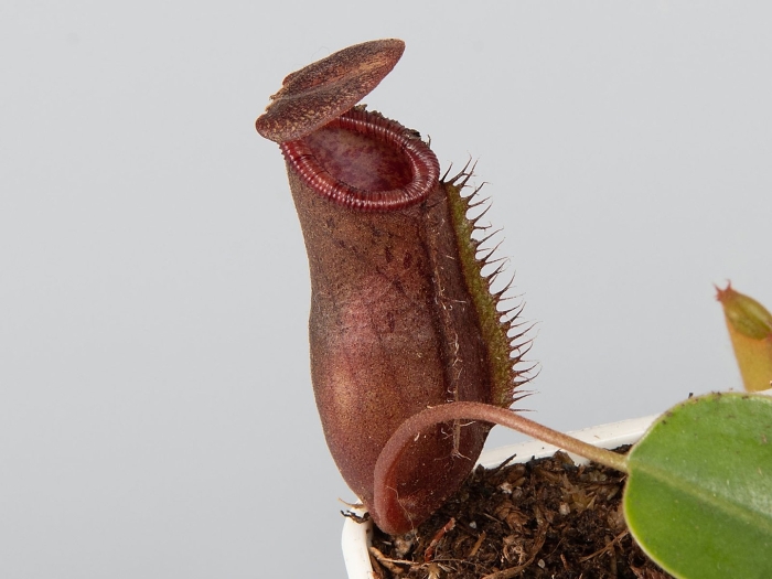 Непентес вентрикоза