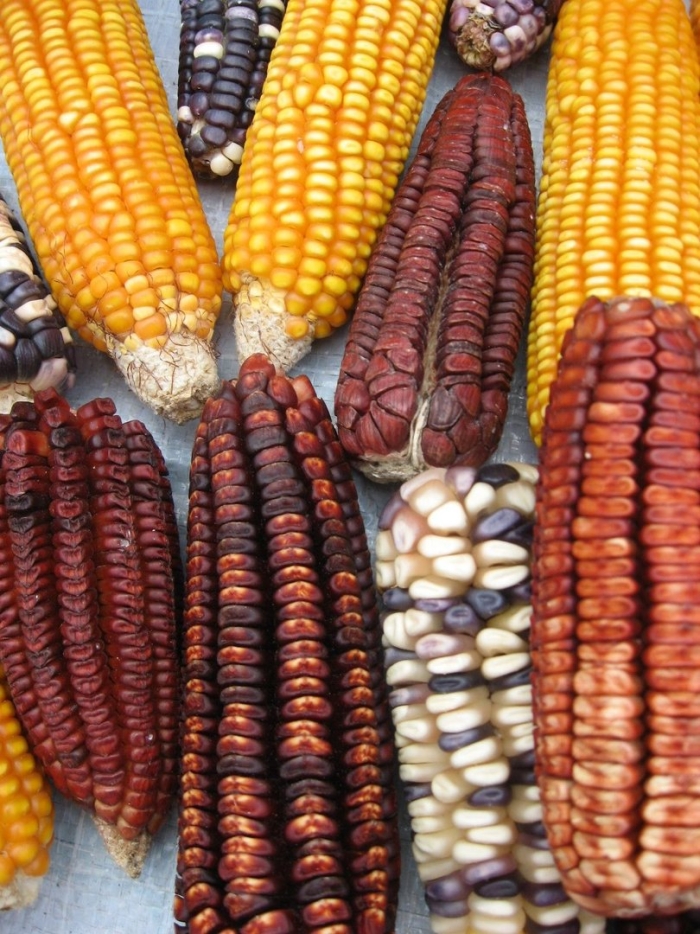 Мексика корн кукуруза