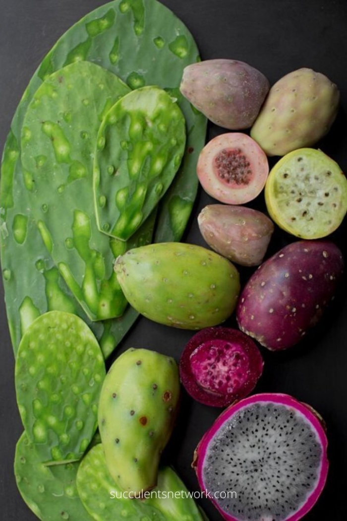 Питайя мексиканская