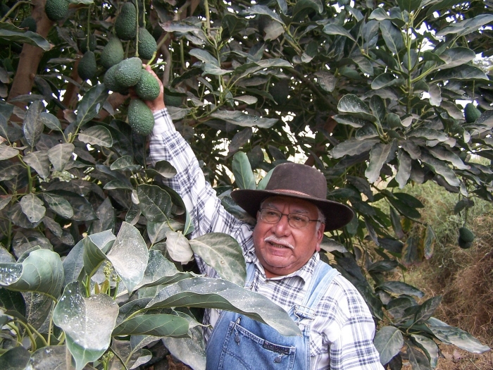 Плантации авокадо