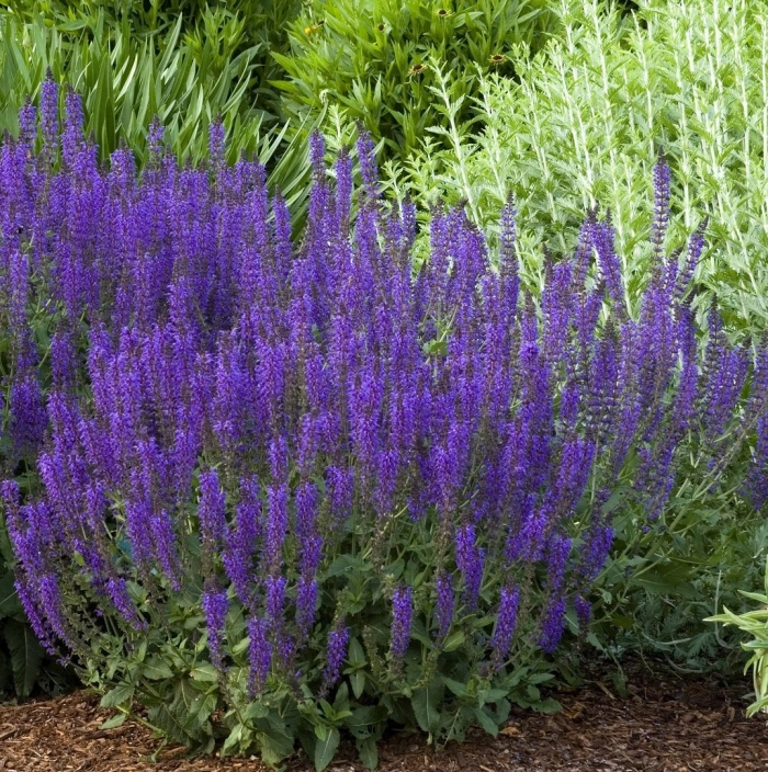 Шалфей дубравный карадонна