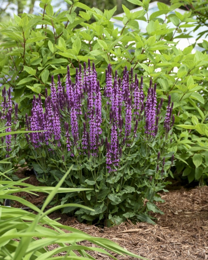 Шалфей дубравный пинк бьюти