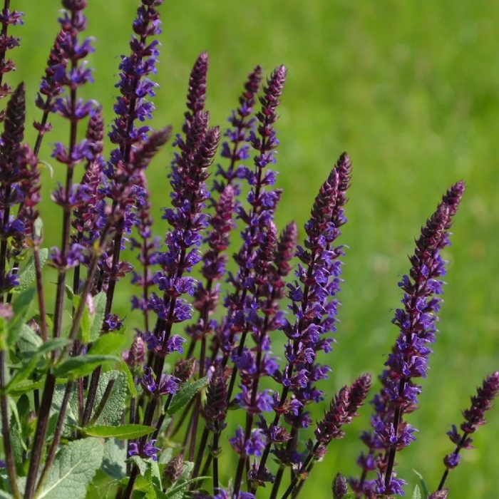 Шалфей дубравный salvia nemorosa