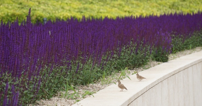 Шалфей парк галицкого