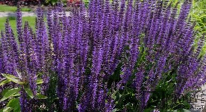 Шалфей дубравный майнахт