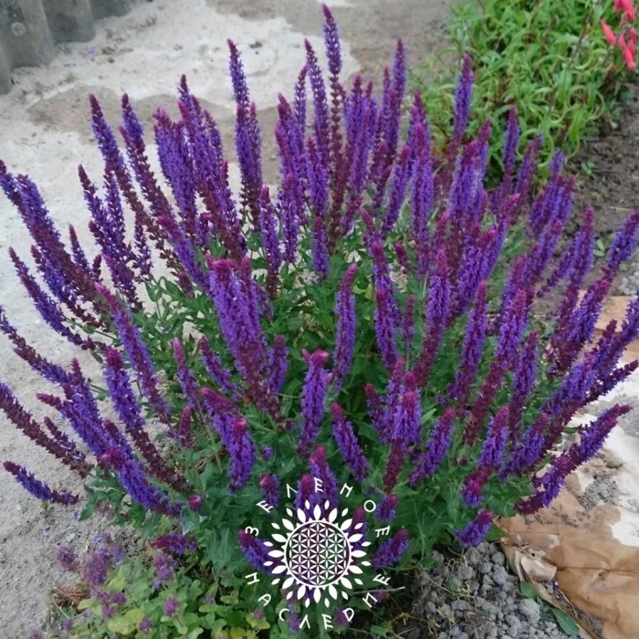 Шалфей дубравный salvia nemorosa