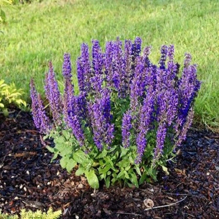 Шалфей дубравный (salvia nemorosa &#96;new dimension blue&#96;)