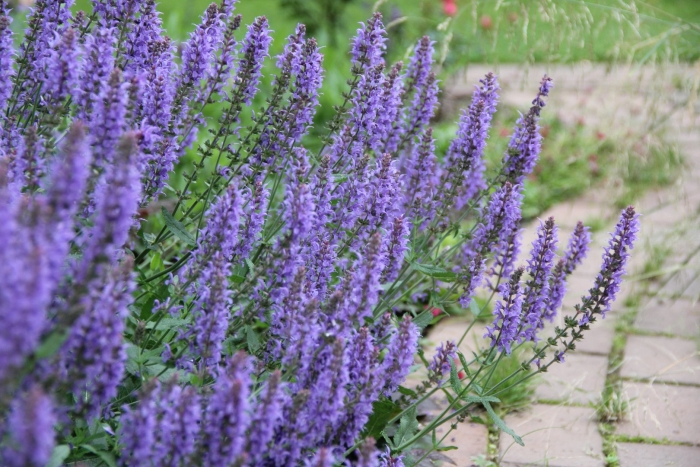 Сальвия дубравная (шалфей) карадонна