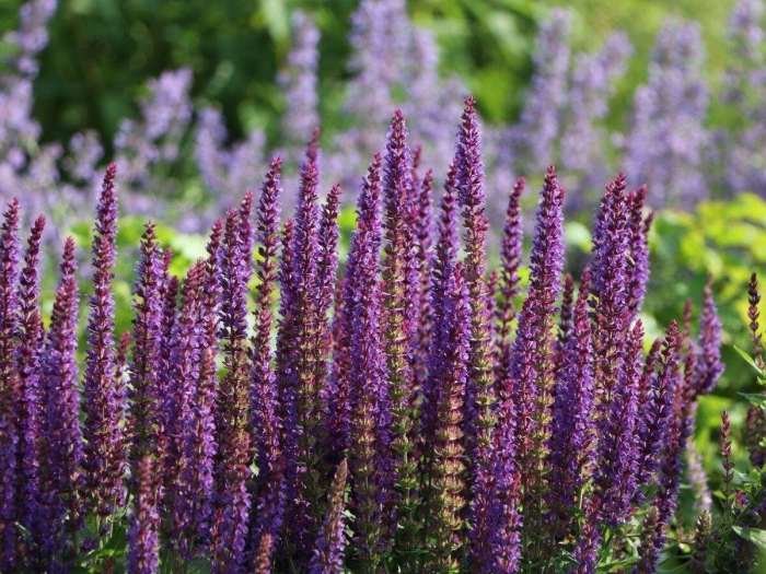 Шалфей дубравный карадонна