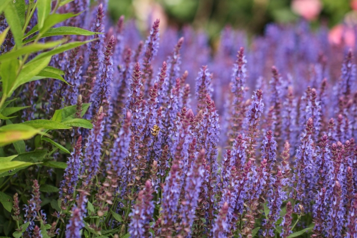 Salvia superba шалфей дубравный