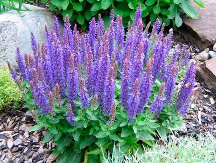 Шалфей дубравный