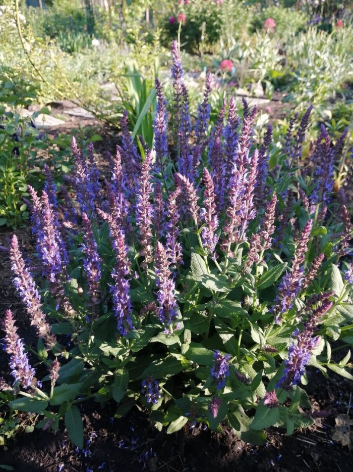 Сальвия дубравная (шалфей) блаукенигин