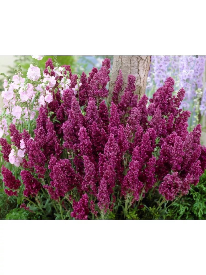 Шалфей дубравный schwellenburg