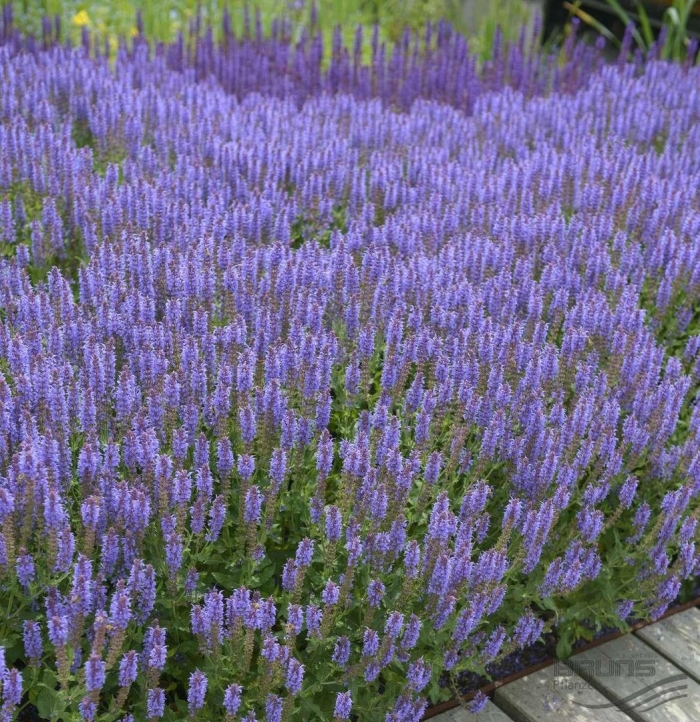 Шалфей дубравный salvia nemorosa