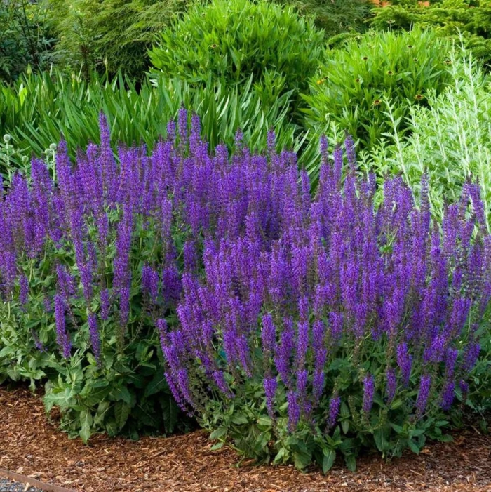 Шалфей дубравный mainacht