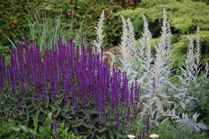 Сальвия дубравная карадонна