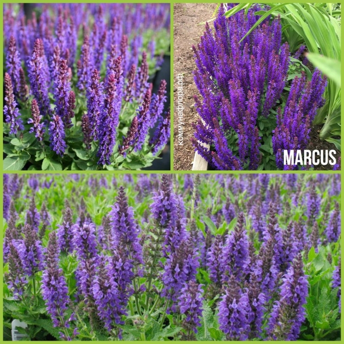 Шалфей дубравный (salvia nemorosa &#96;marcus&#96;)