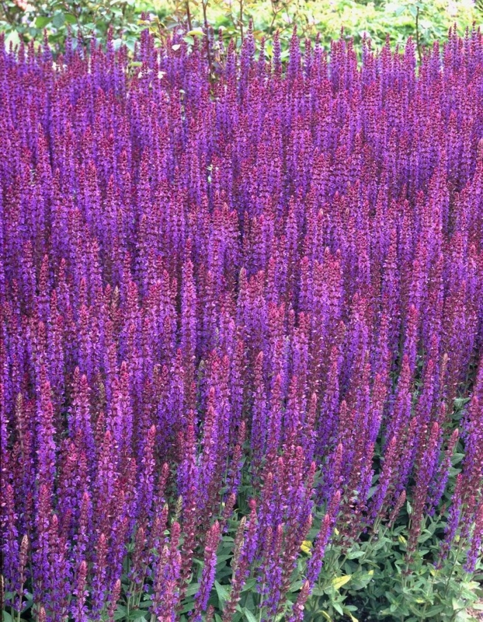 Шалфей дубравный ostfriesland