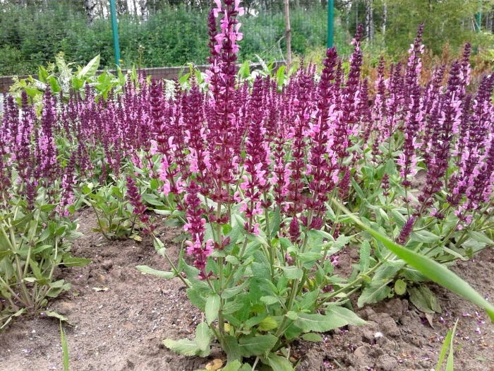 Шалфей дубравный rose queen