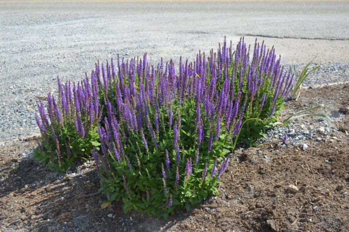 Шалфей дубравный salvia nemorosa