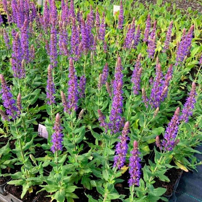 Шалфей декоративный многолетний