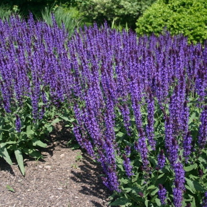 Шалфей дубравный сальваторе блю