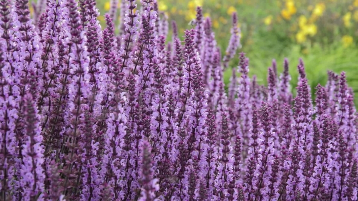 Шалфей дубравный аметист