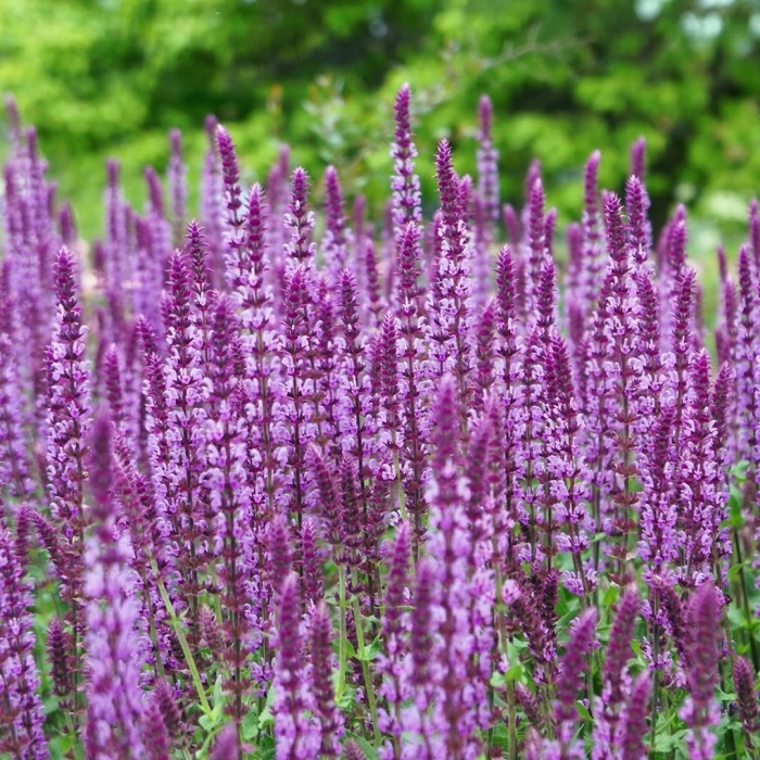 Шалфей дубравный