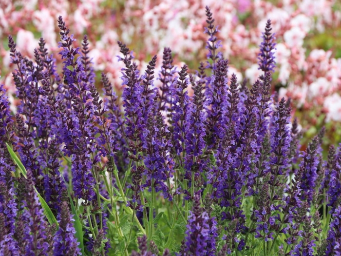 Шалфей дубравный (salvia nemorosa &#96;west-friesland&#96;)