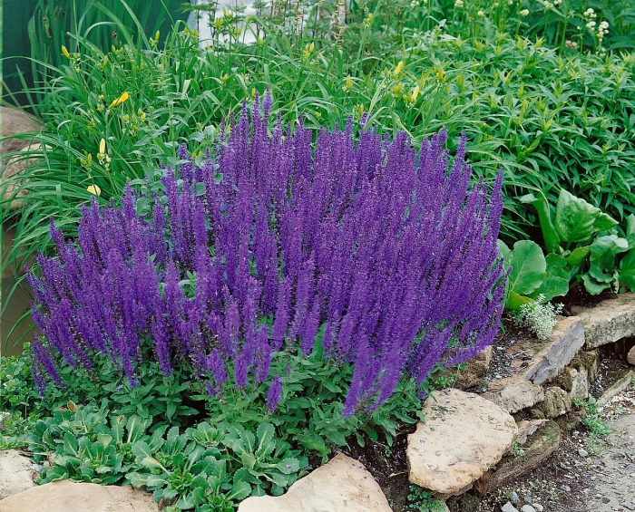 Шалфей дубравный queen dwarf blue