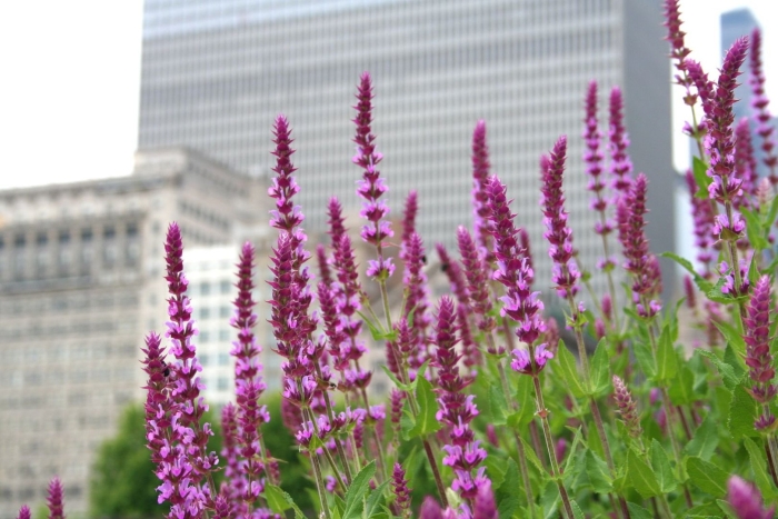 Шалфей дубравный amethyst